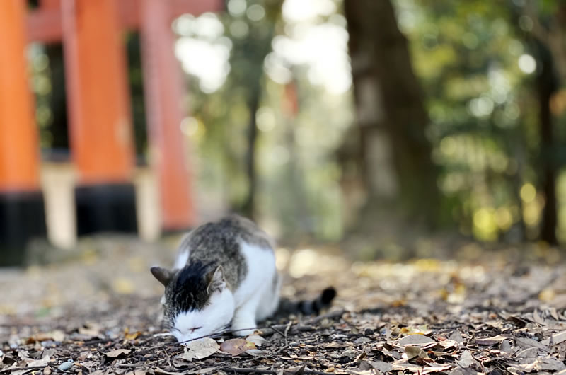 伏見稲荷で猫との遭遇