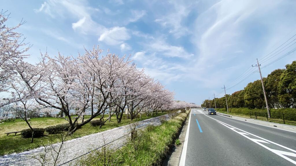 湖北は桜が満開から散り始め！