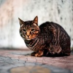 ソニーα7を1カ月使ってみてのインプレ