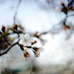 今年も桜の季節がやってきた!