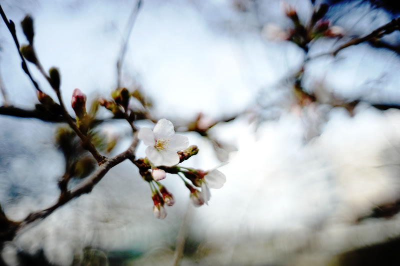 今年も桜の季節がやってきた！