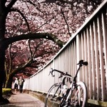 神田川沿いの桜は見ごろ!