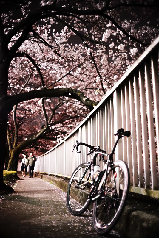 神田川沿いの桜は見ごろ！