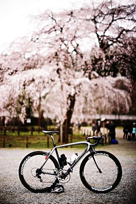 清雲寺のしだれ桜、すごいキレイ！