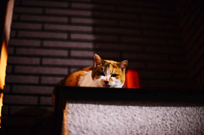 ニコンD800で夜の猫を撮ってみた
