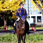 警視庁の騎馬隊