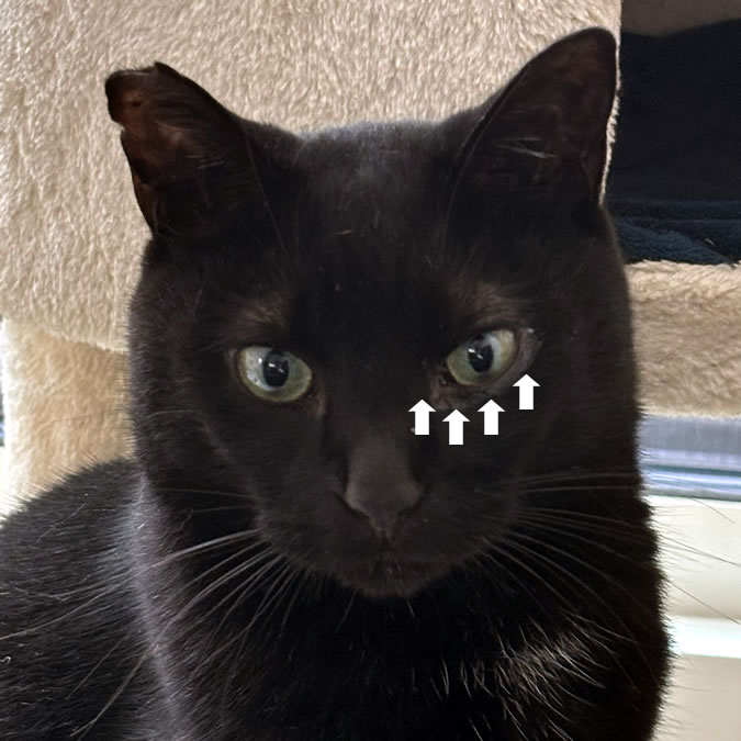 毎年この時期、黒猫氏は目をやられる気がします