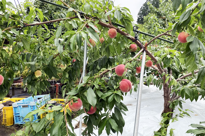 山梨県は堅めの桃が好き？