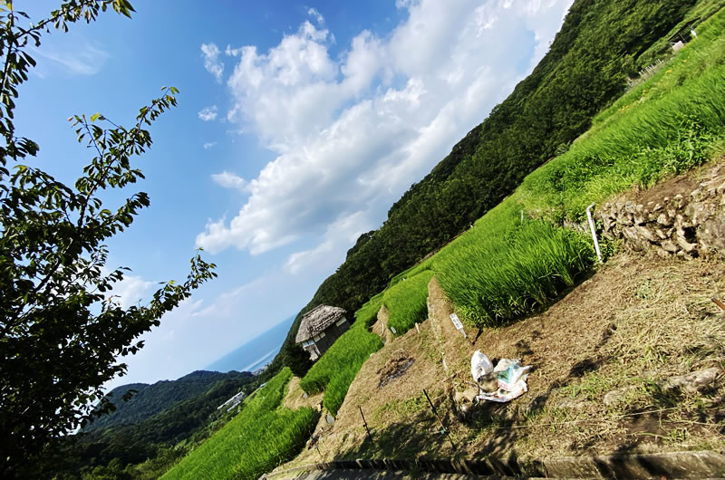 すごい激坂の中、石部の棚田が広がっています