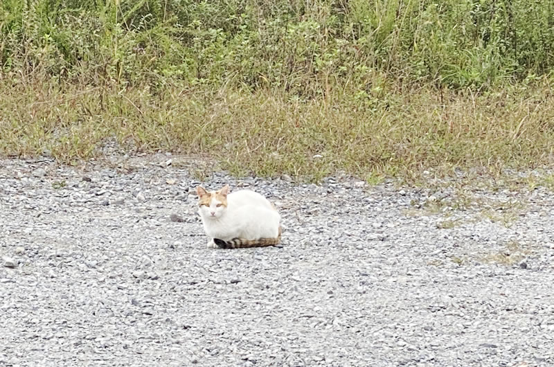 長野県で出会った猫