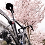 秦野の桜とグルメを開拓&満喫してきた!