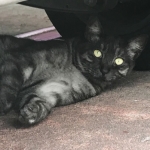 猫に会えたの(*´ω`*)