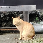 猫に会いに、ちょっとヤビツまで