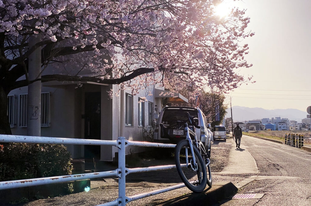 おぉ、桜が咲いてる！