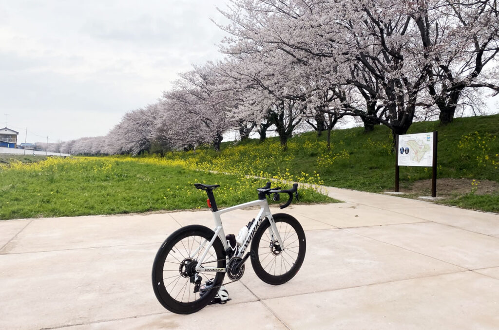 吉見町のさくら堤公園の桜並木が凄かった(；ﾟдﾟ)ｺﾞｸﾘ…