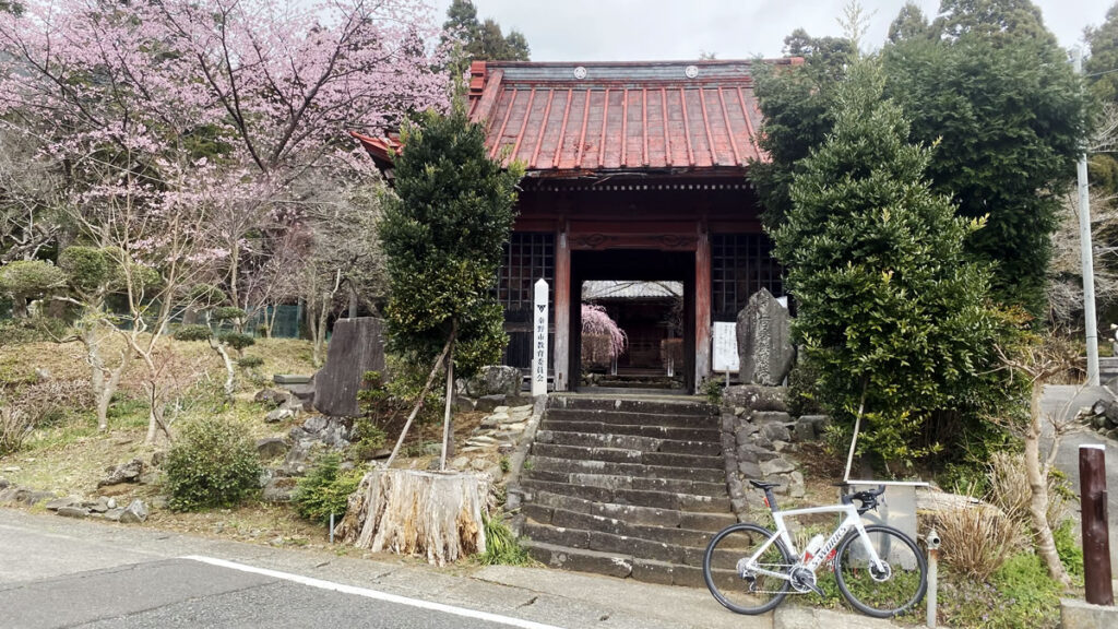 蓑毛は桜の名所なんです