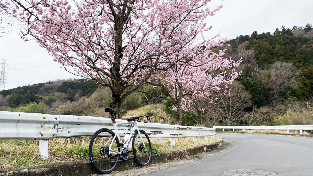 秦野は1万本の桜が咲き誇る桜のまち！