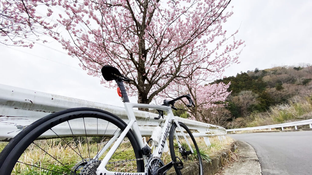 今年もヤビツに桜が咲きました！