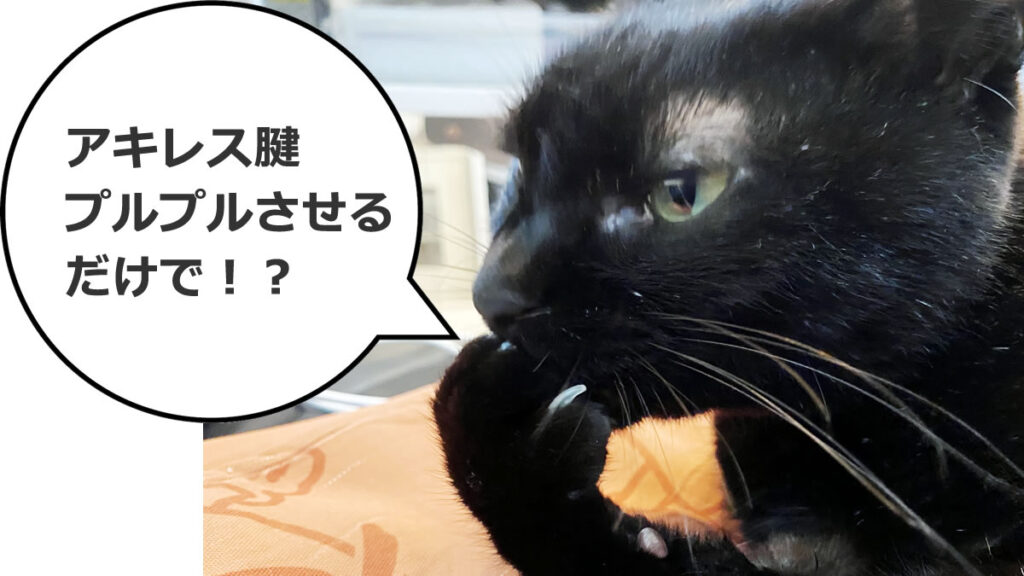 この結果には黒猫氏もビックリですよ