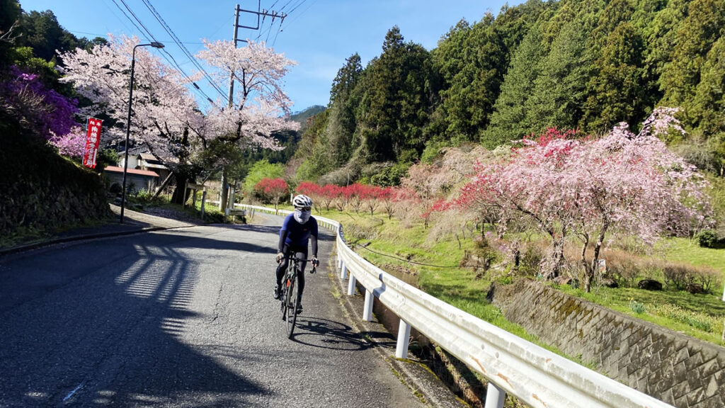 飯能は桜が満開