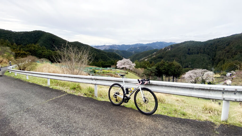 2026年の一本桜も見事な咲きっぷり