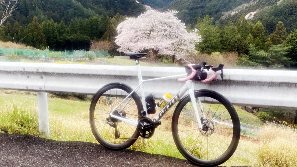 八徳の一本桜を見に行こう！
