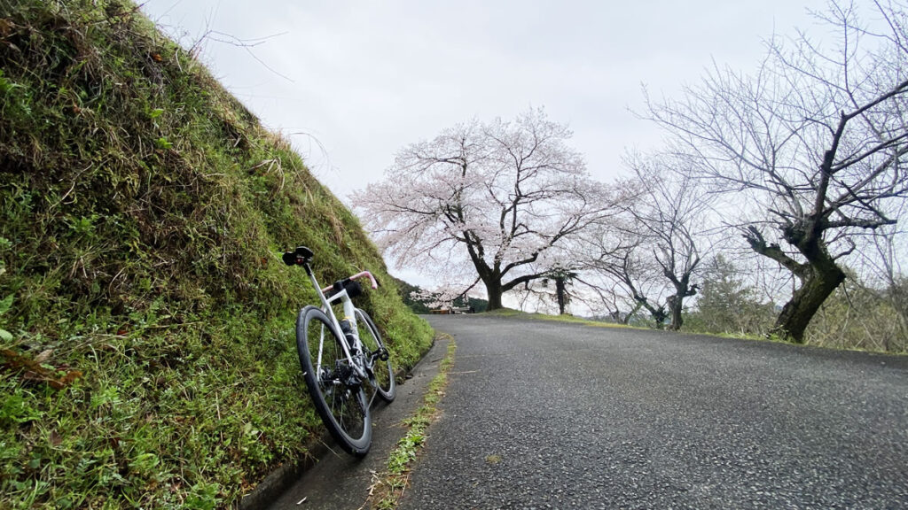 今年も八徳の一本桜を見られて幸せです(*´ω｀*)