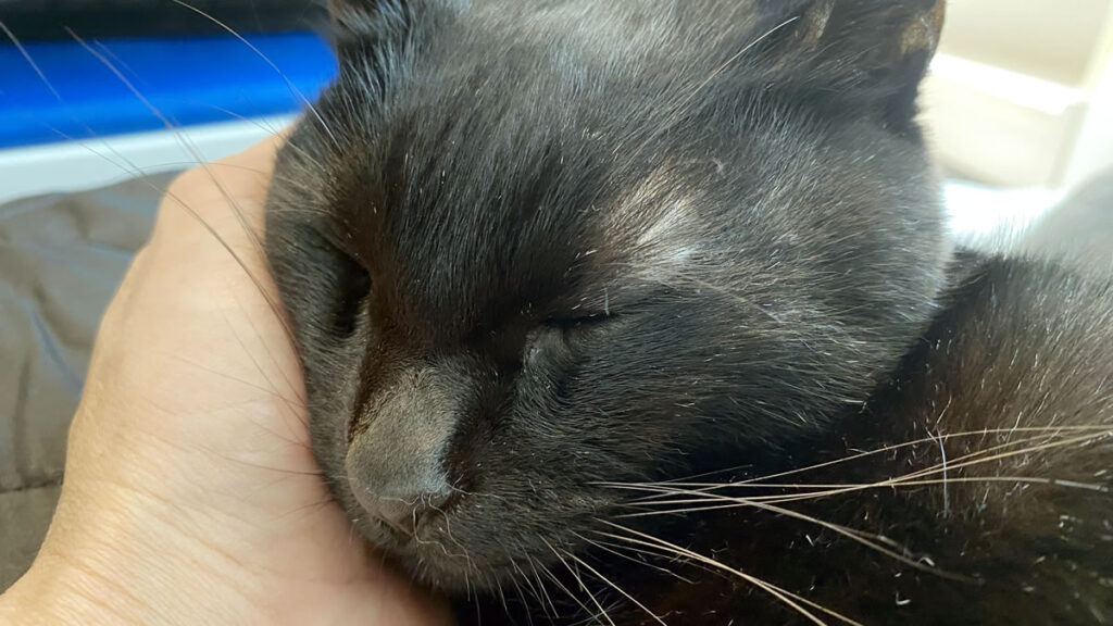 すみません、仕事できないんですけど