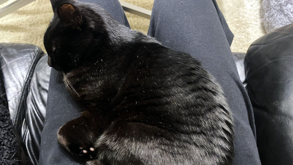 でも結局膝に戻ってくるの謎