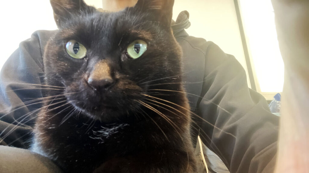 クロちゃん、ちょっと邪魔なんですけど