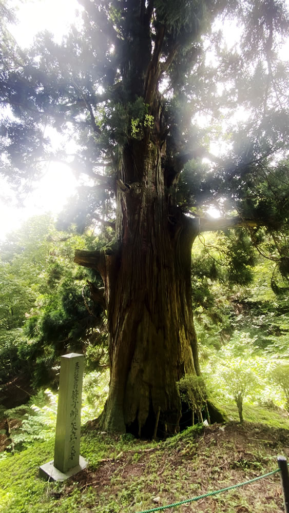 矢立の杉、初めて見たわい