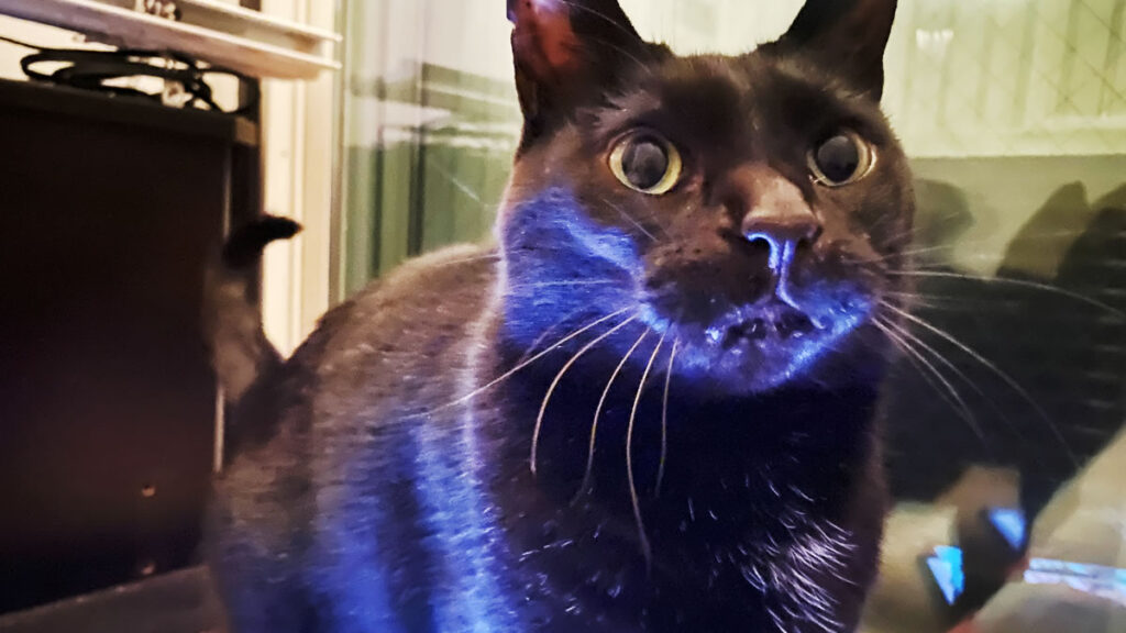 起きろ、ゴルビーの時間だ