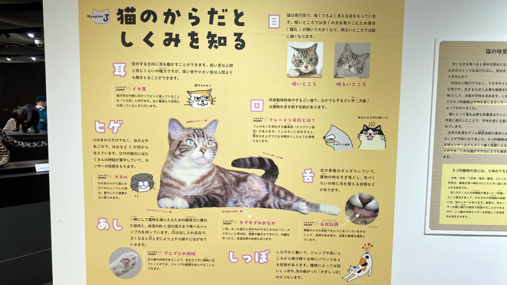 内容充実、さらに解説も面白い