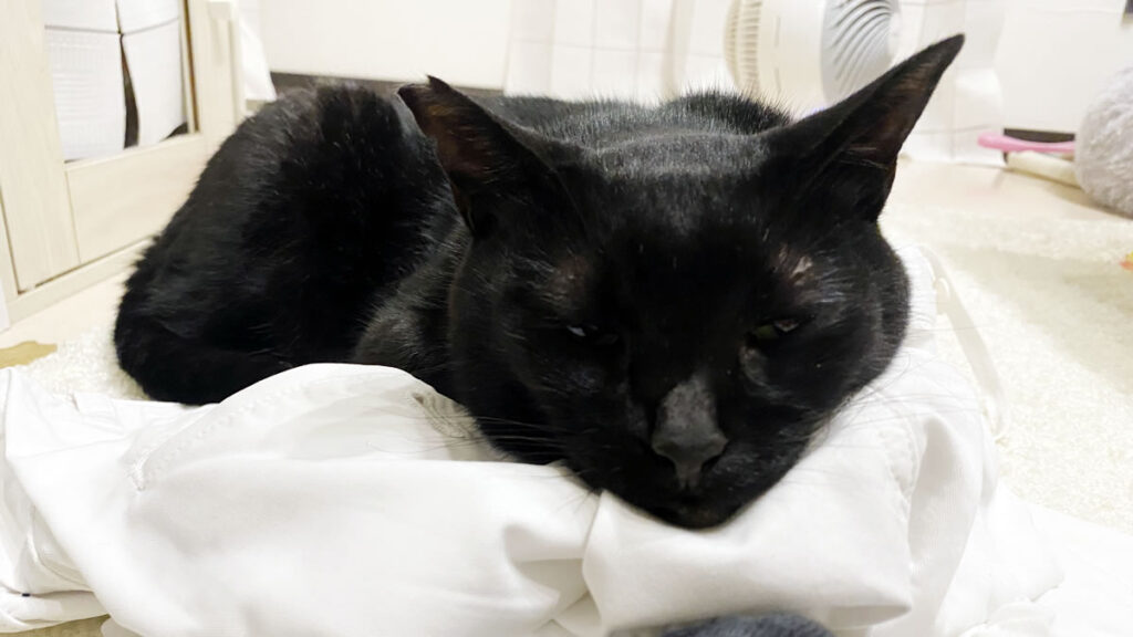 黒猫氏の心の傷が癒えますように・・・