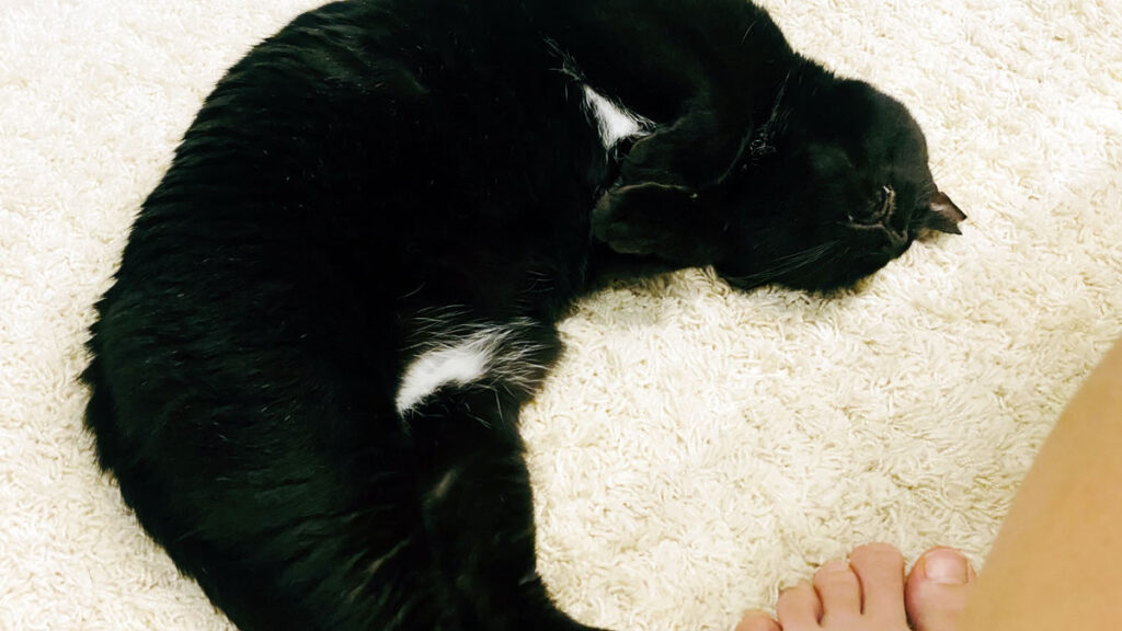 boulangerie Matsuokaのパンの美味しさに黒猫氏もすってんころり