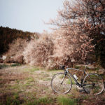 ターマックで桜誤認