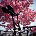 2015年初桜とターマック