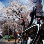 2015年初桜とターマック