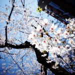 渋谷区桜丘町の桜