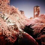 夜桜とターマック