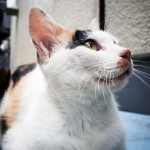 猫を撮りに瀬戸内海へ行ってきた
