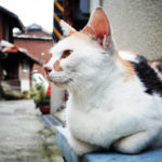 Strava猫