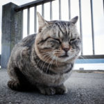 来年の福招く猫