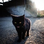 猫と出会うゆるポタもロードバイクの魅力