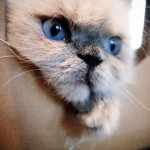 2月22日は猫の日だった