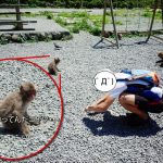 波勝崎苑では猿とも交流できます