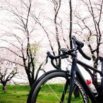 キャニオン・アルティメットに桜を見せてみた