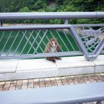 橋の欄干からこちらを警戒するお猿さん