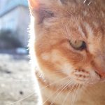 第2静岡猫と遭遇!