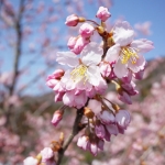 1年経って、また桜の季節がやってきました(*´ω`*)